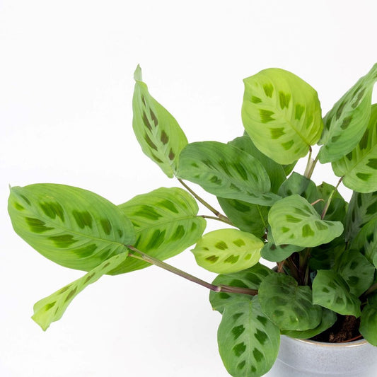 Maranta leuconeura 'Kerchoveana'