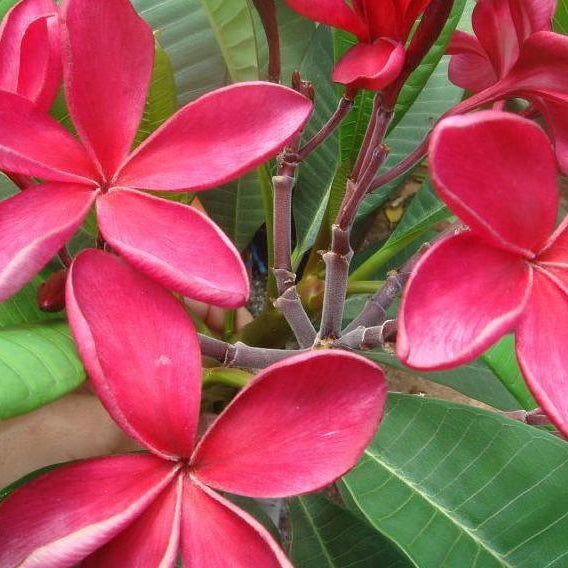 Siam Ruby Plumeria