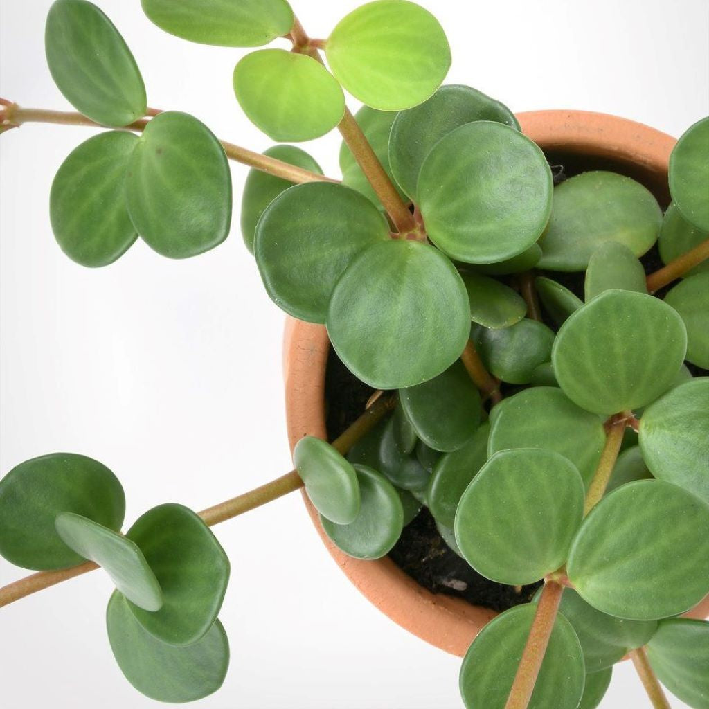 Peperomia pecuniifolia