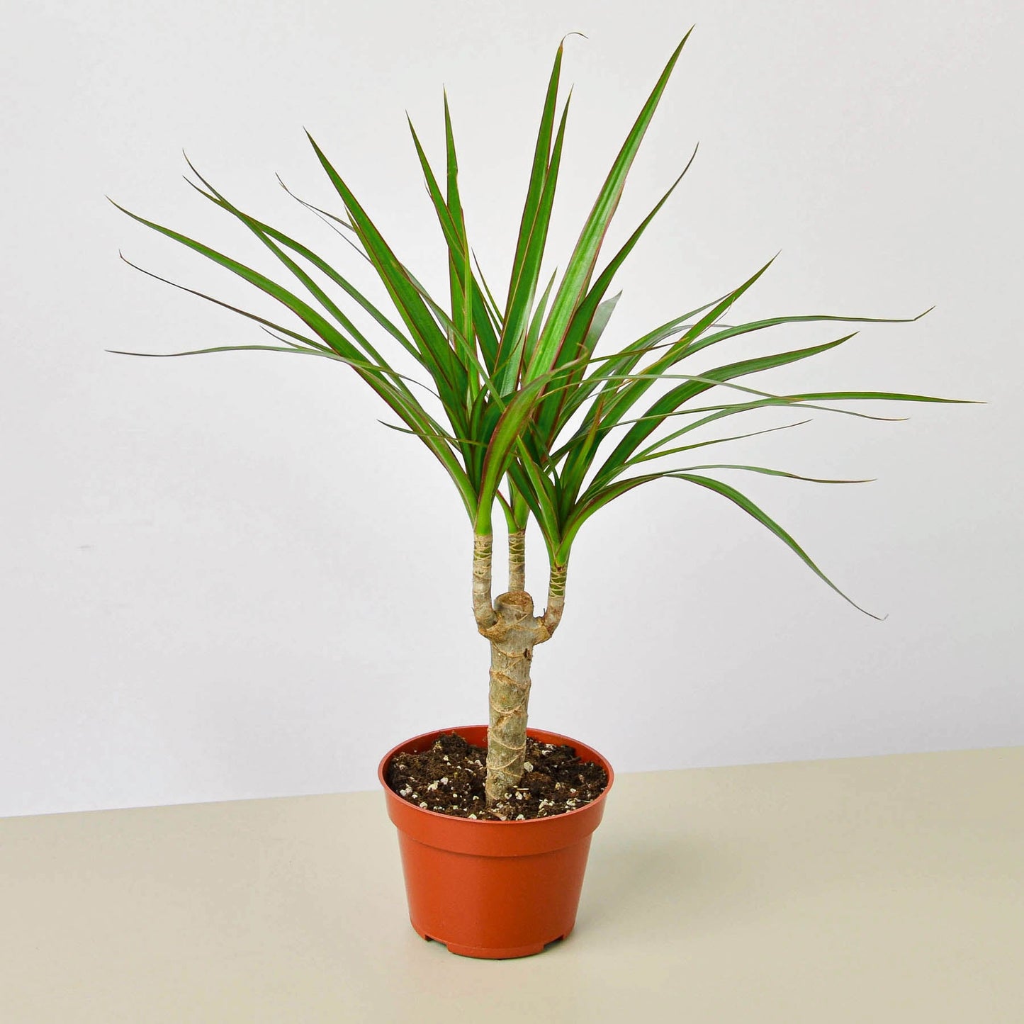 Dracaena 'Marginata Cane'