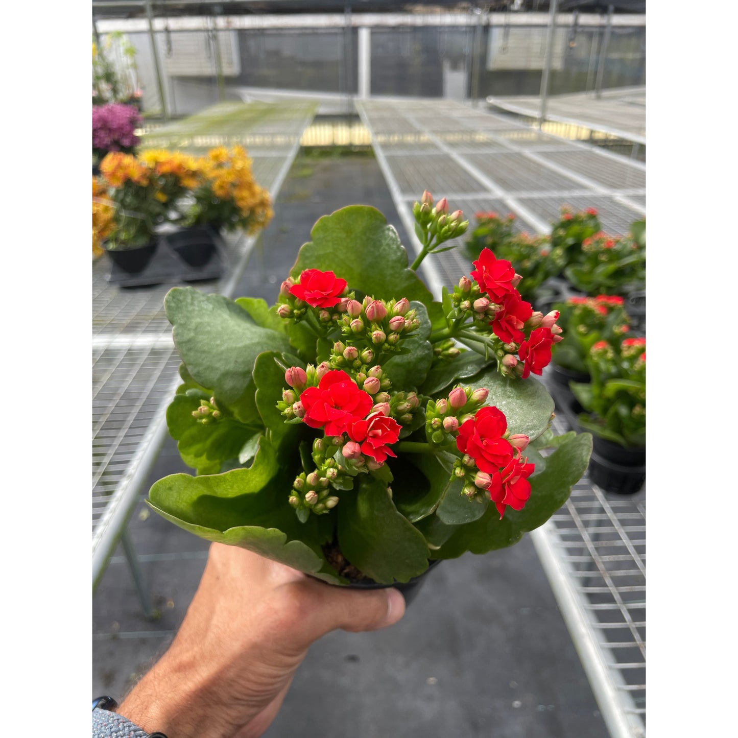 Kalanchoe