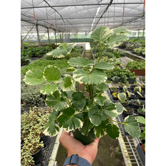 Aralia 'Balfouriana'