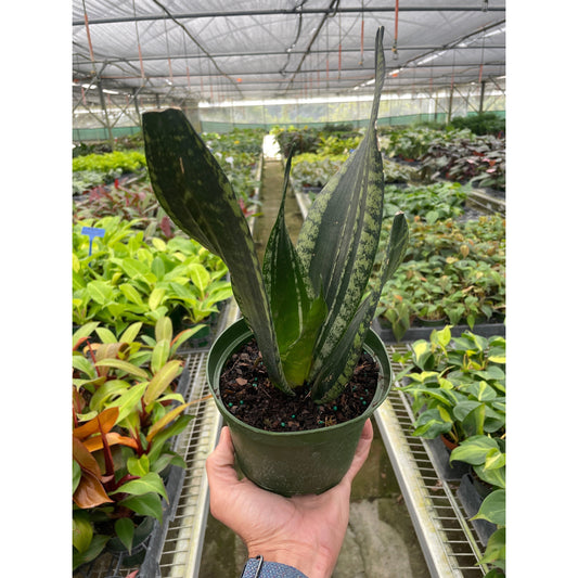 Snake Plant 'Whitney'