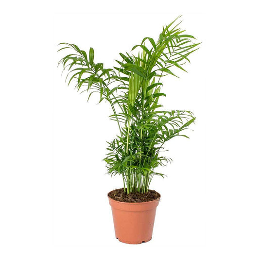 Chamaedorea Elegans - Love Palm 15cm