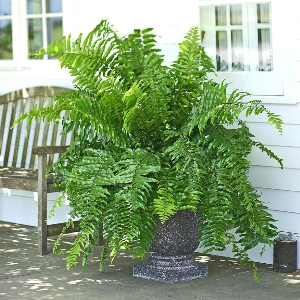 Nephrolepsis Macho Fern