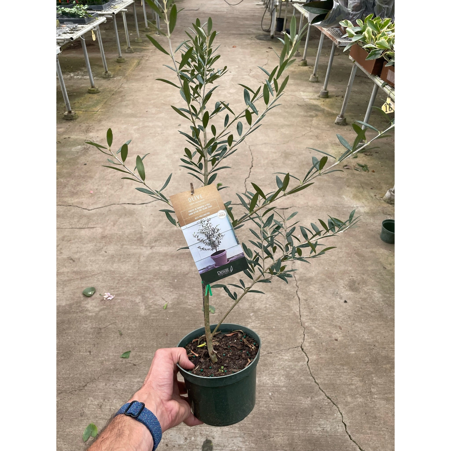 Common Olive Tree (Olea europaea)