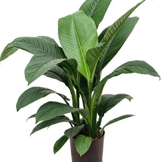 Spathiphyllum sensation 23cm