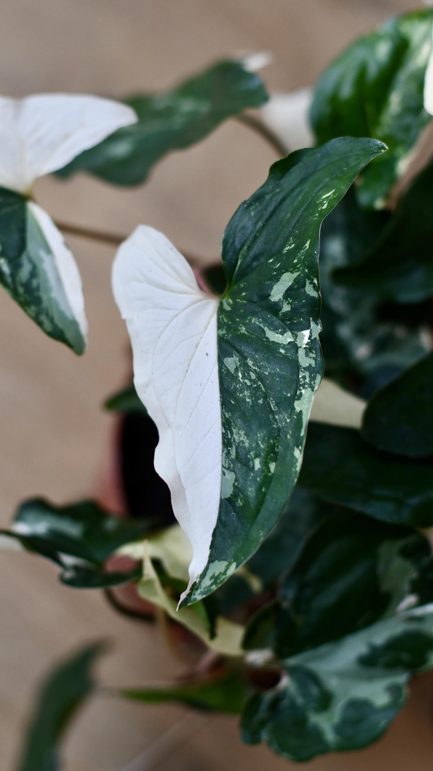 Variegated Albo Syngonium Podophyllum