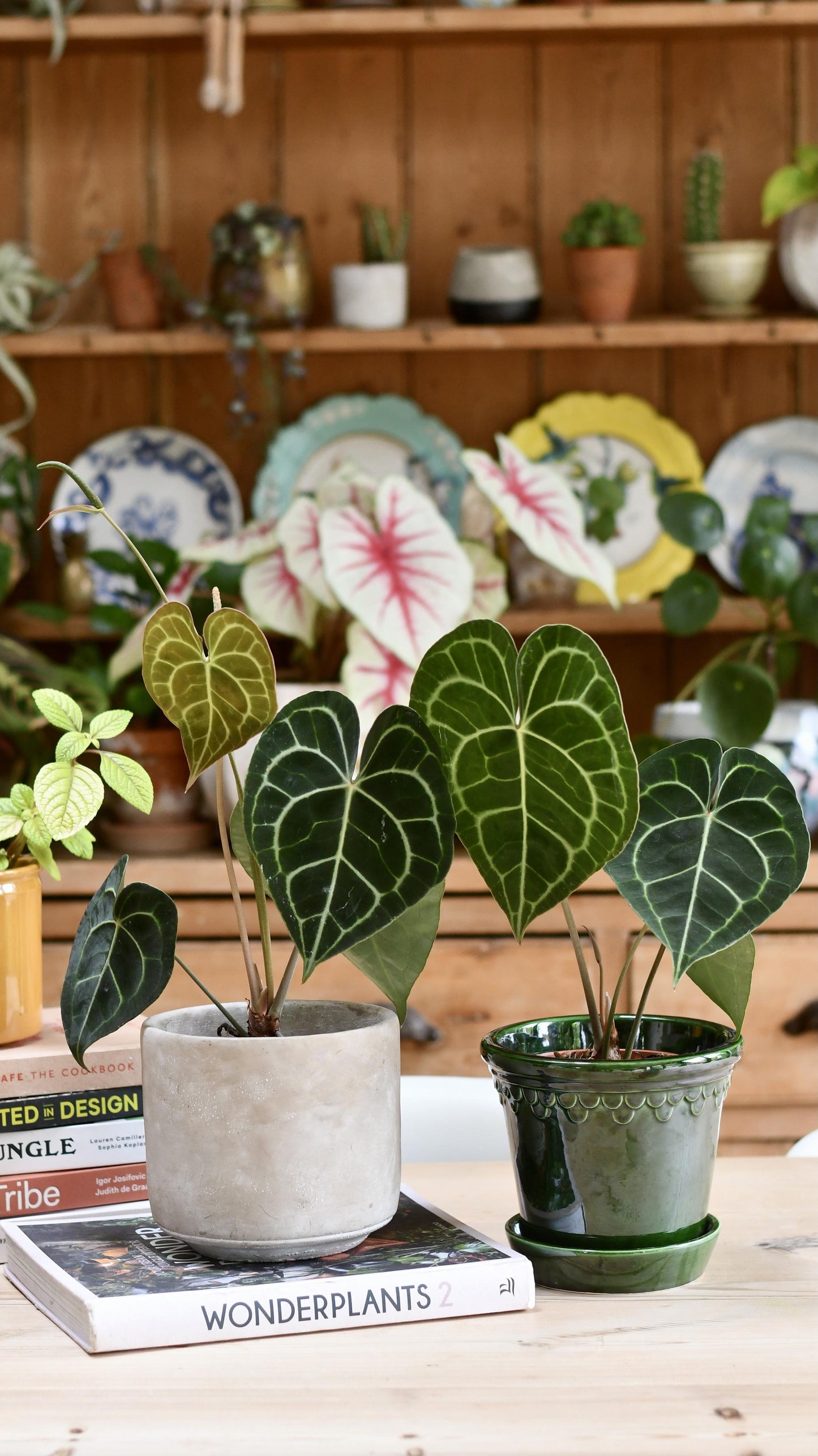 Anthurium Clarinervium (Giant Laceleaf Plant)