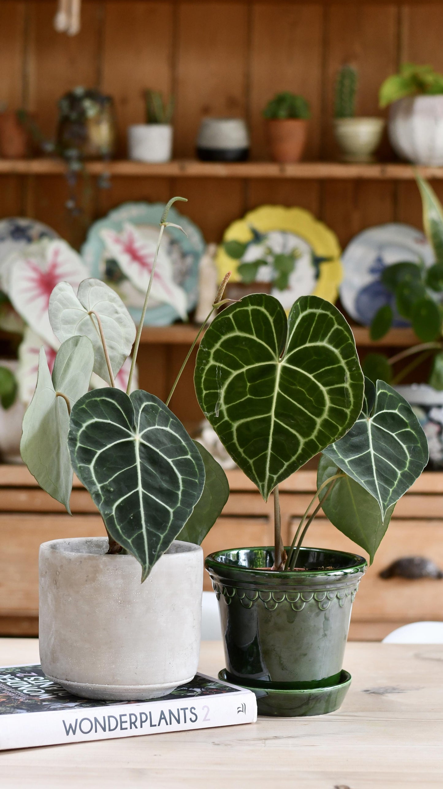 Anthurium Clarinervium (Giant Laceleaf Plant)