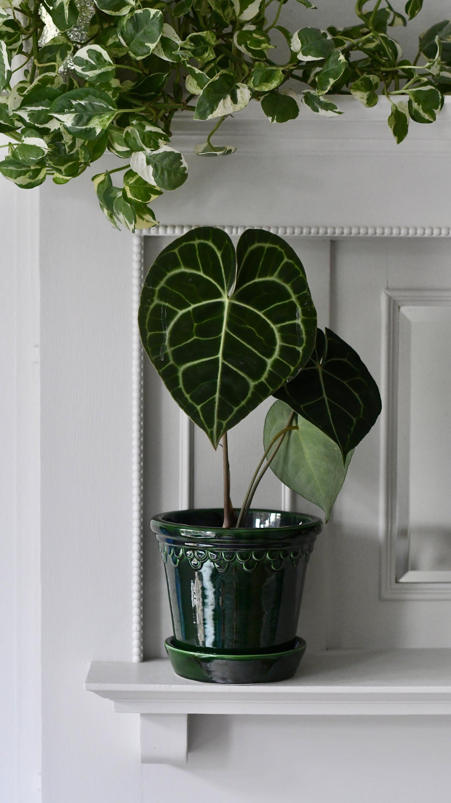 Anthurium Clarinervium (Giant Laceleaf Plant)