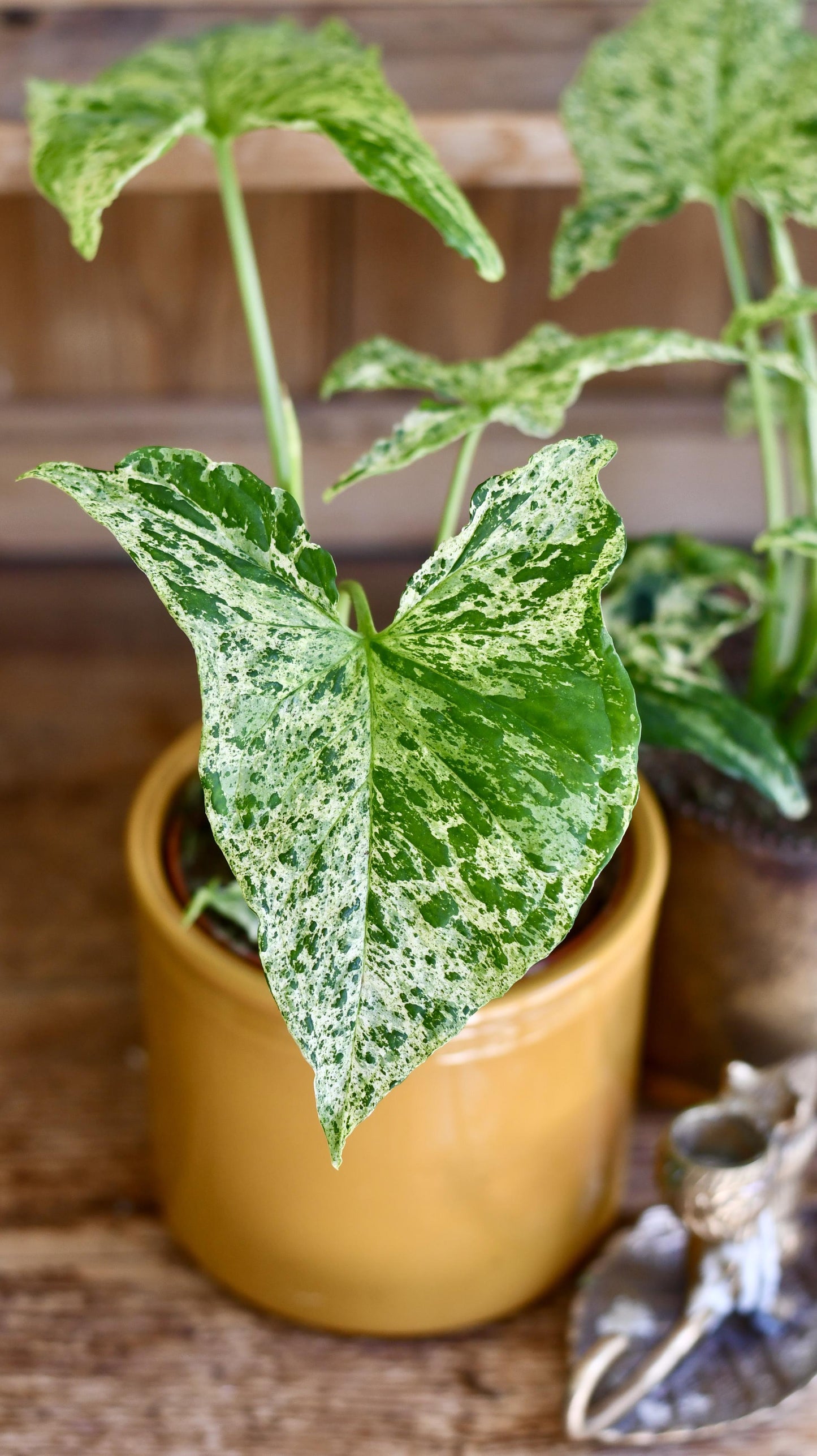 Syngonium Mottled | Mojito