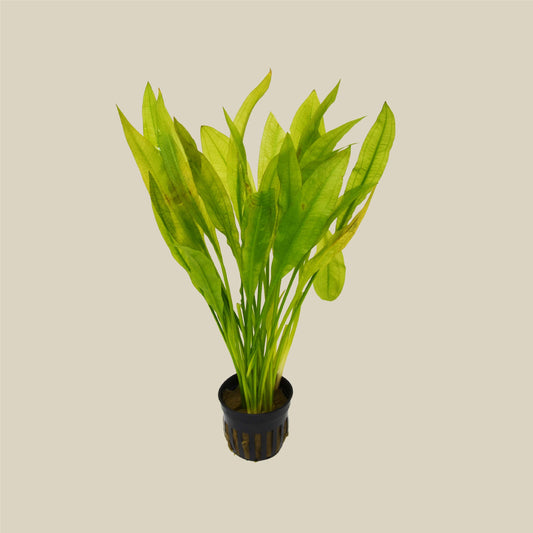 Aquatic Echinodorus Bleheri 'Amazon Sword' Plant - Pot