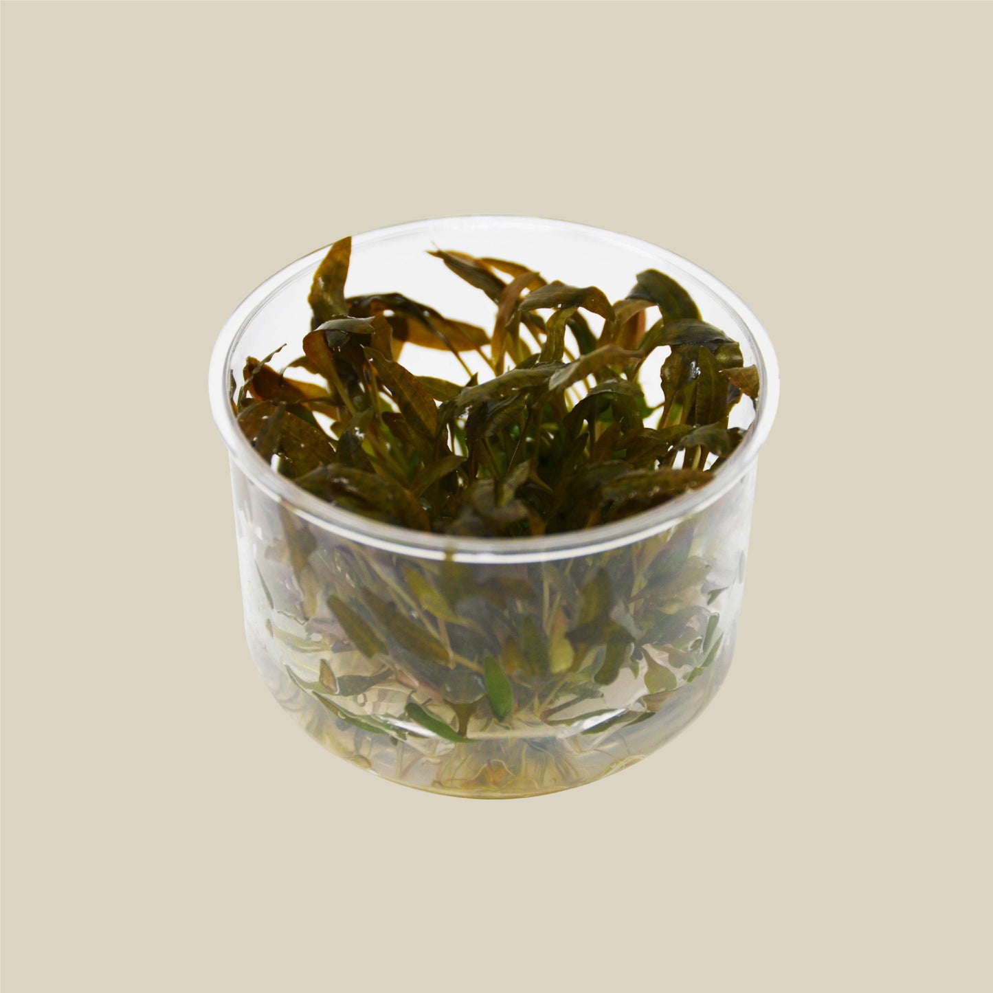 Aquatic 'Cryptocoryne Wendtii Brown' Tissue Culture Cup