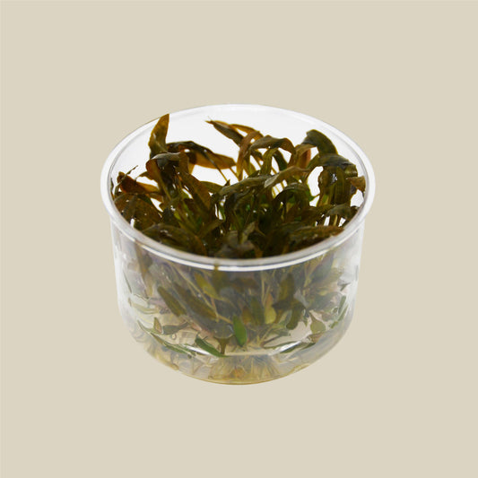 Aquatic 'Cryptocoryne Wendtii Brown' Tissue Culture Cup