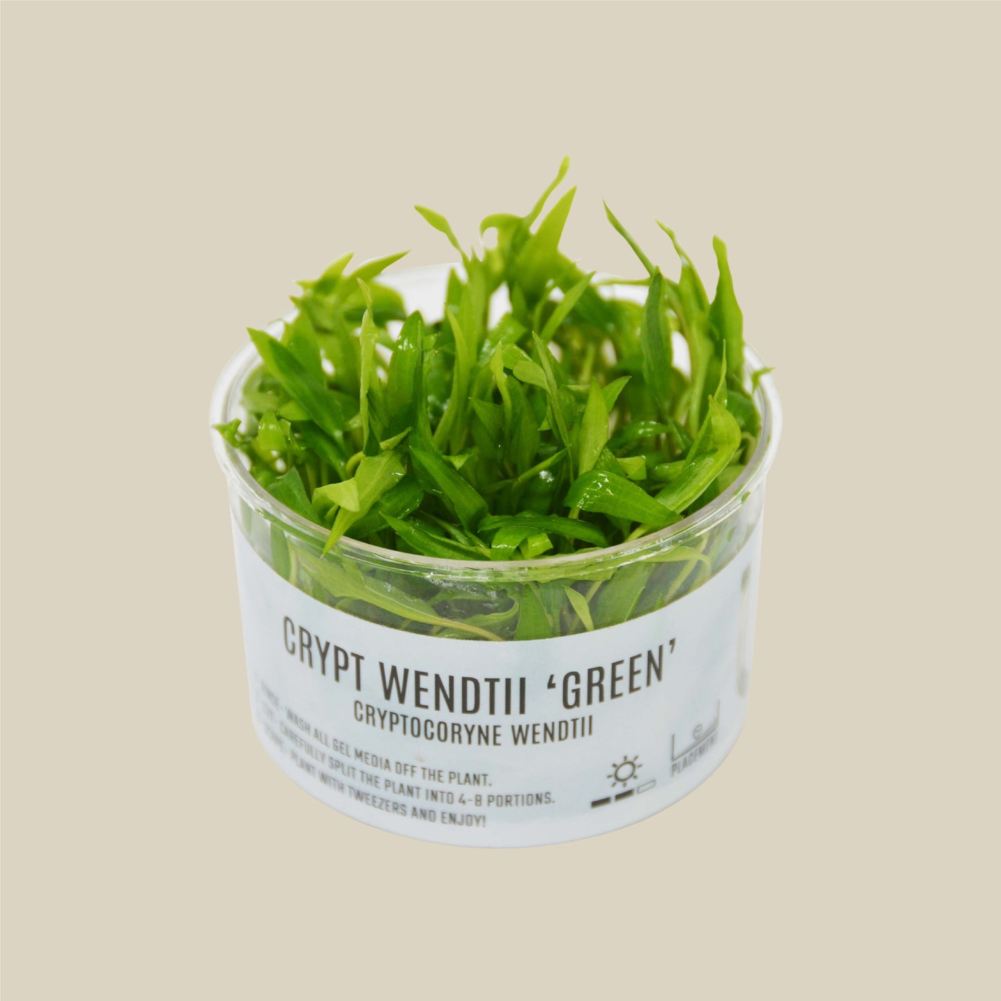 Aquatic 'Cryptocoryne Wendtii Green' Tissue Culture Cup