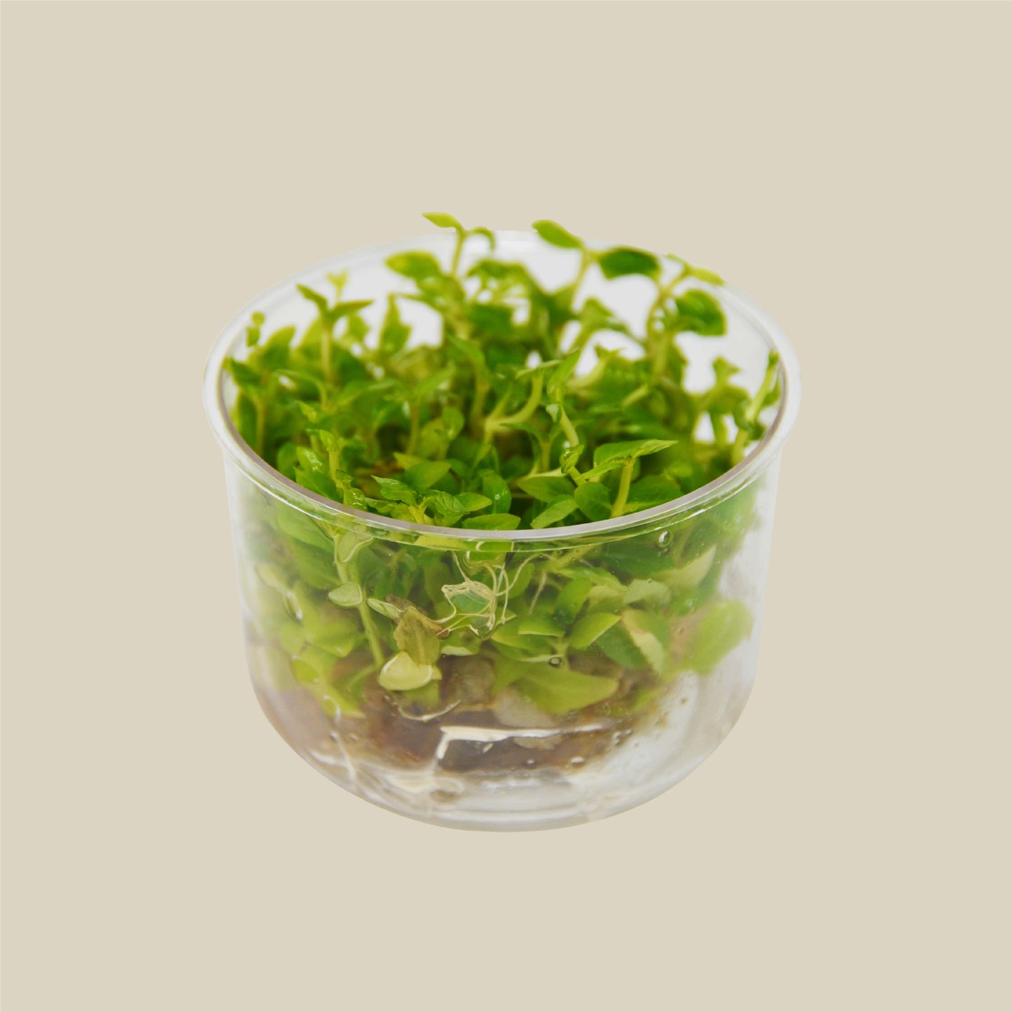 Aquatic 'Staurogyne Repens' Tissue Culture Cup