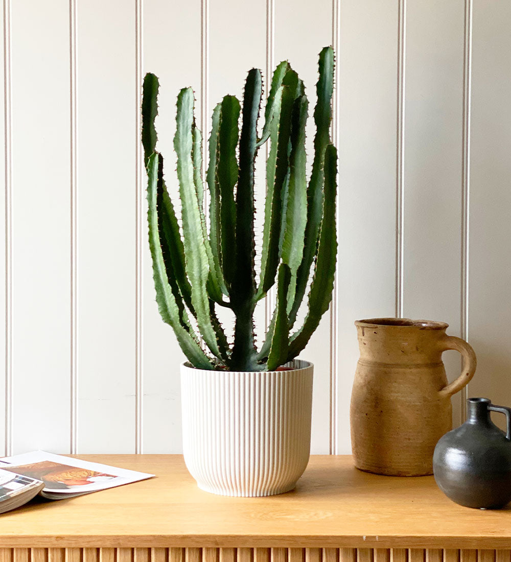 Euphorbia Triangularis & Pot