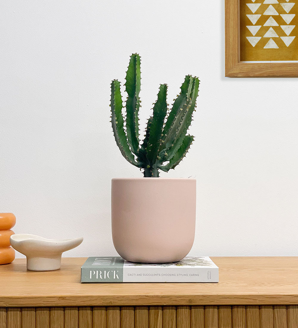 Euphorbia Triangularis & Pot