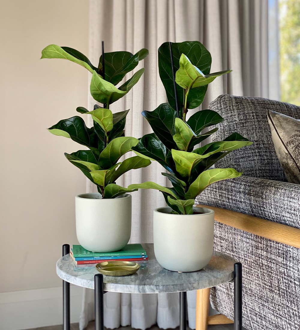 Fiddle-Leaf Fig Pair