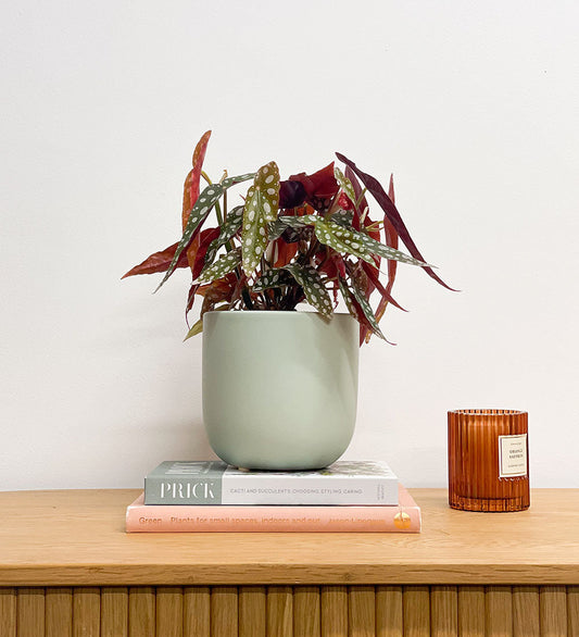 Polka Dot Begonia & Pot