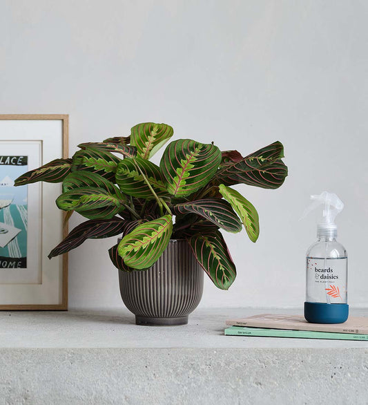 Prayer Plant, Pot & Mister