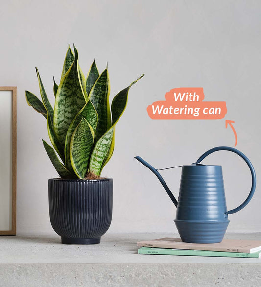 Snake Plant, Pot & Watering Can