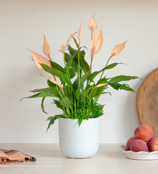 Apricot Peace Lily & Pot