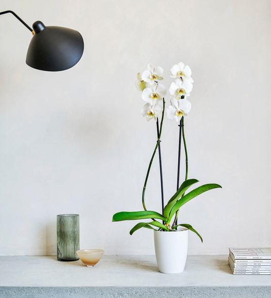 White Orchid & Pot