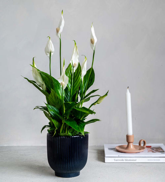 Peace Lily & Pot