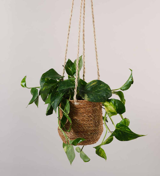 Jute Hanging Pot