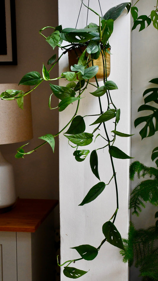 Epipremnum Cebu Blue (Cebu Blue Pothos, Epipremnum pinnatum)