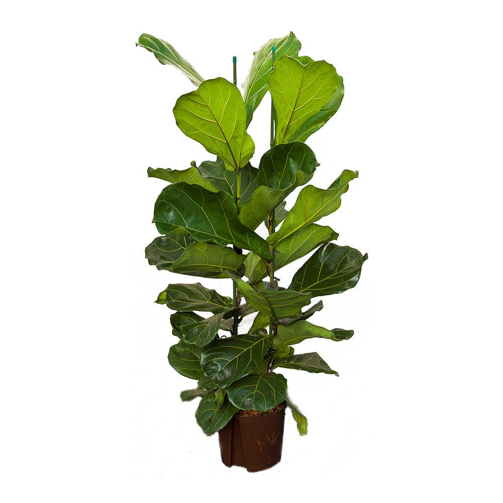 Ficus Lyrata - Fiddle Leaf Fig  30cm 3pp