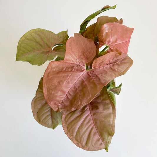 Syngonium Collection - Arrowhead Plant  14cm