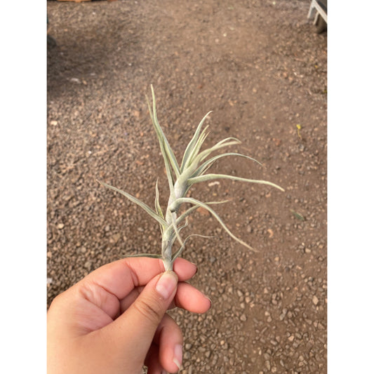 Tillandsia Air Plant Diaguitensis