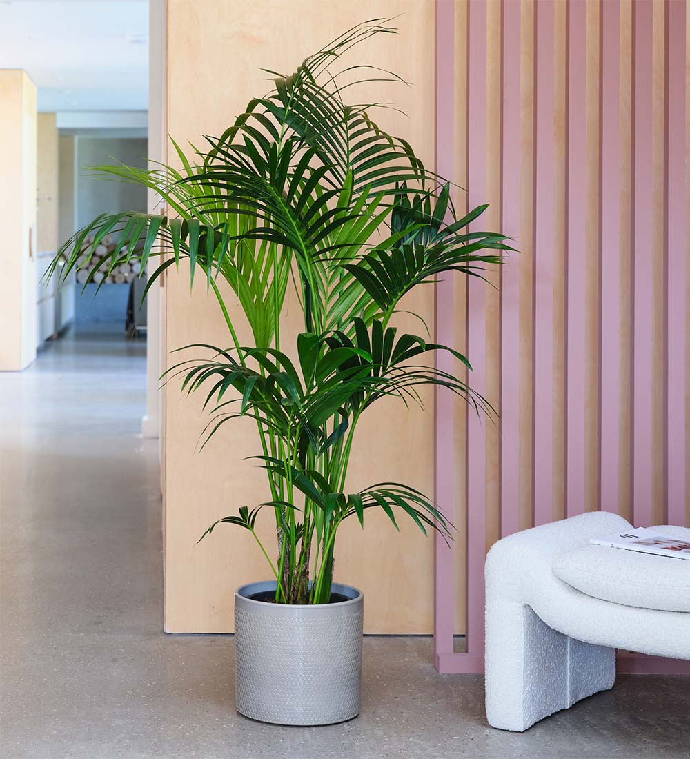 Kentia Palm & Pot