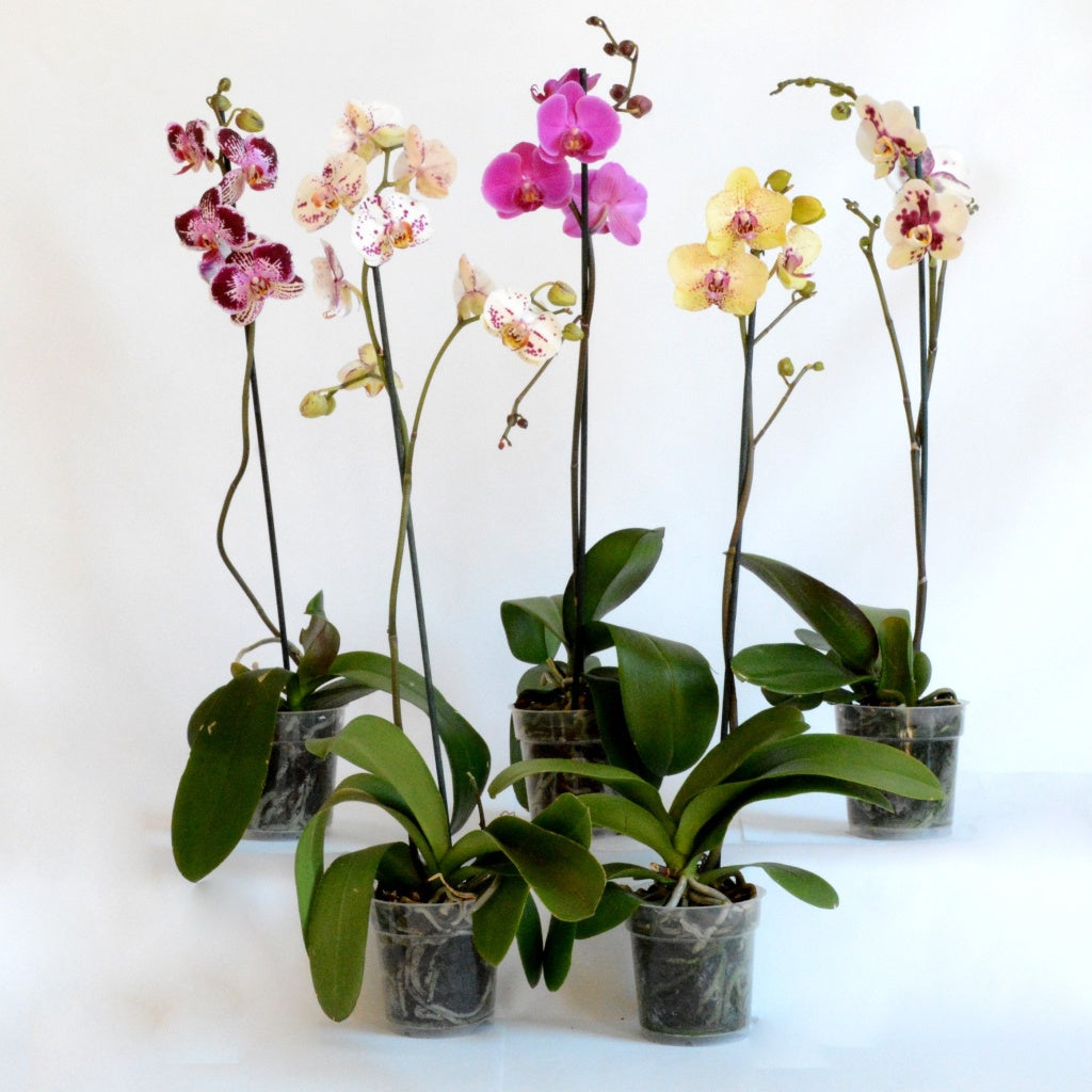 Phalaenopsis 1 Stem Mix  12cm