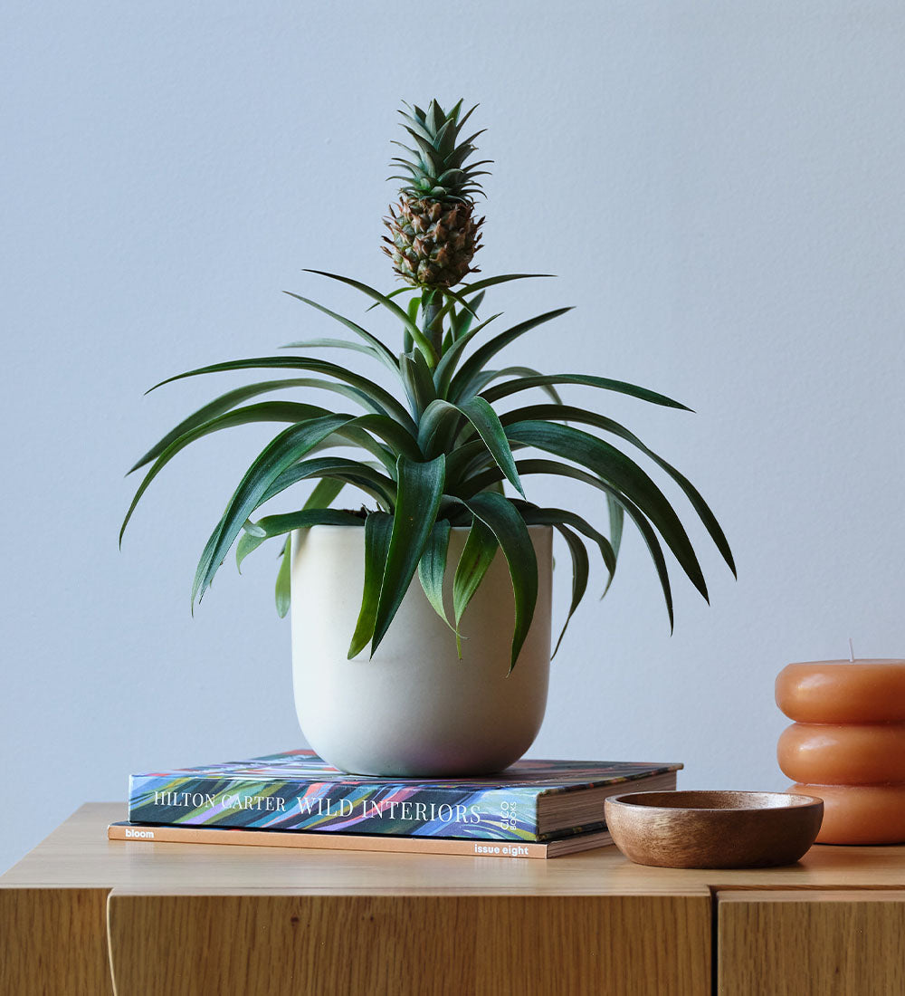 Pineapple Plant & Pot