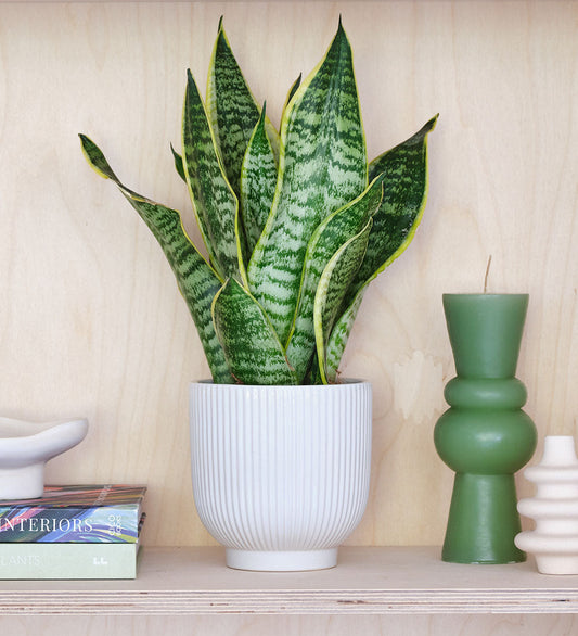 Snake Plant & Pot