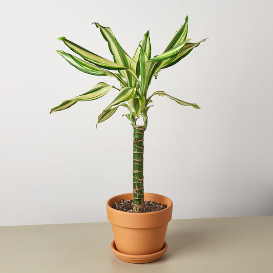 Dracaena 'Sted Sol Cane'