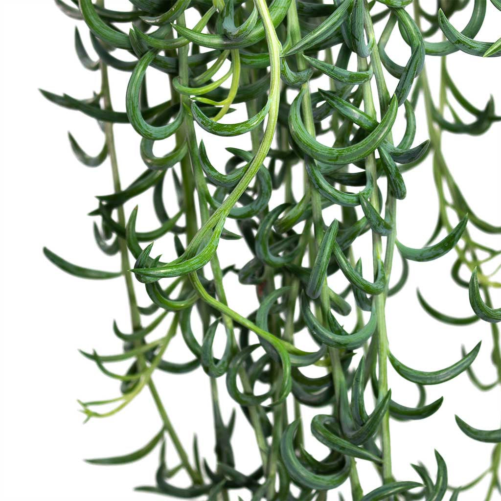 Senecio radicans Fish Hooks - String of Fish Hooks HB 21cm