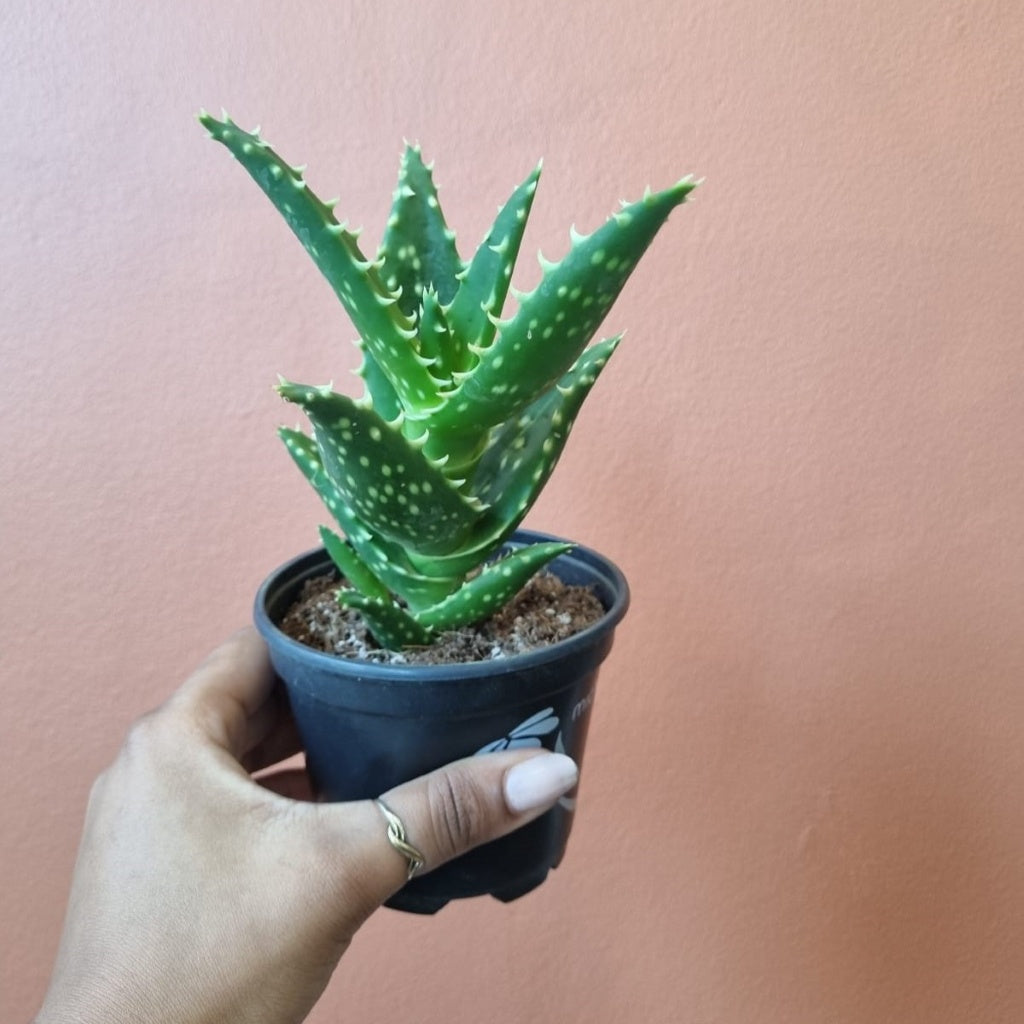 Aloe distans 10cm