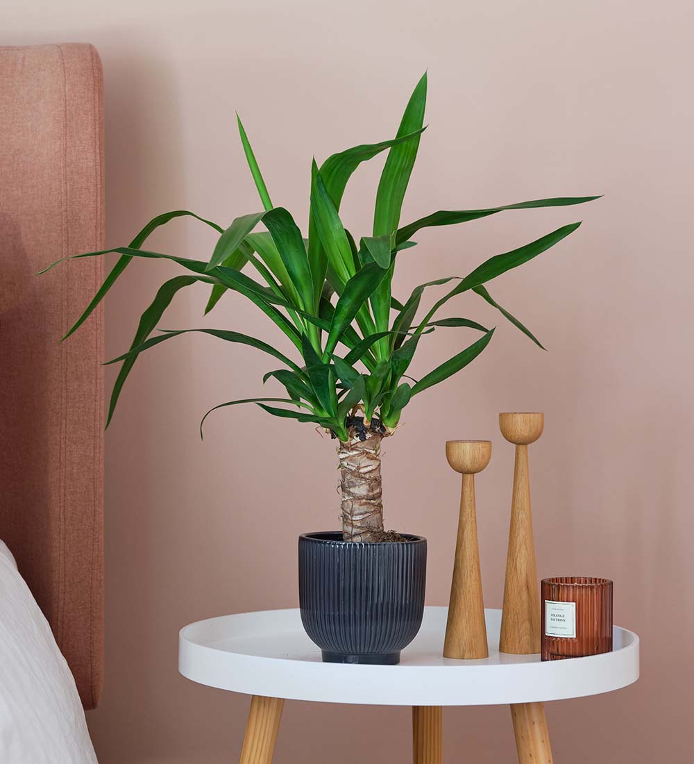 Yucca Plant & Pot