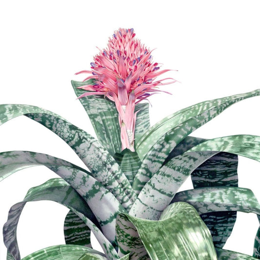 Bromelia Aechmea Primera 19cm