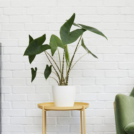 Alocasia zebrina - Elephant Ear