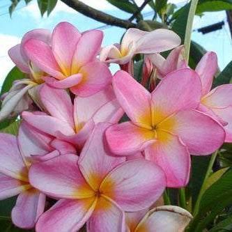 Tillies Hughes Plumeria