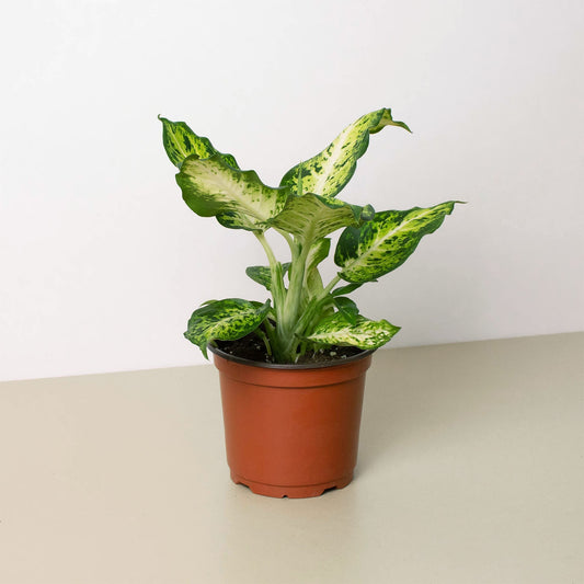 Dieffenbachia 'Amy'