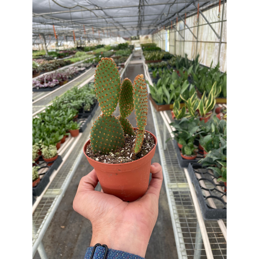 Opuntia 'Microdasys' (Bunny Ear Cactus)