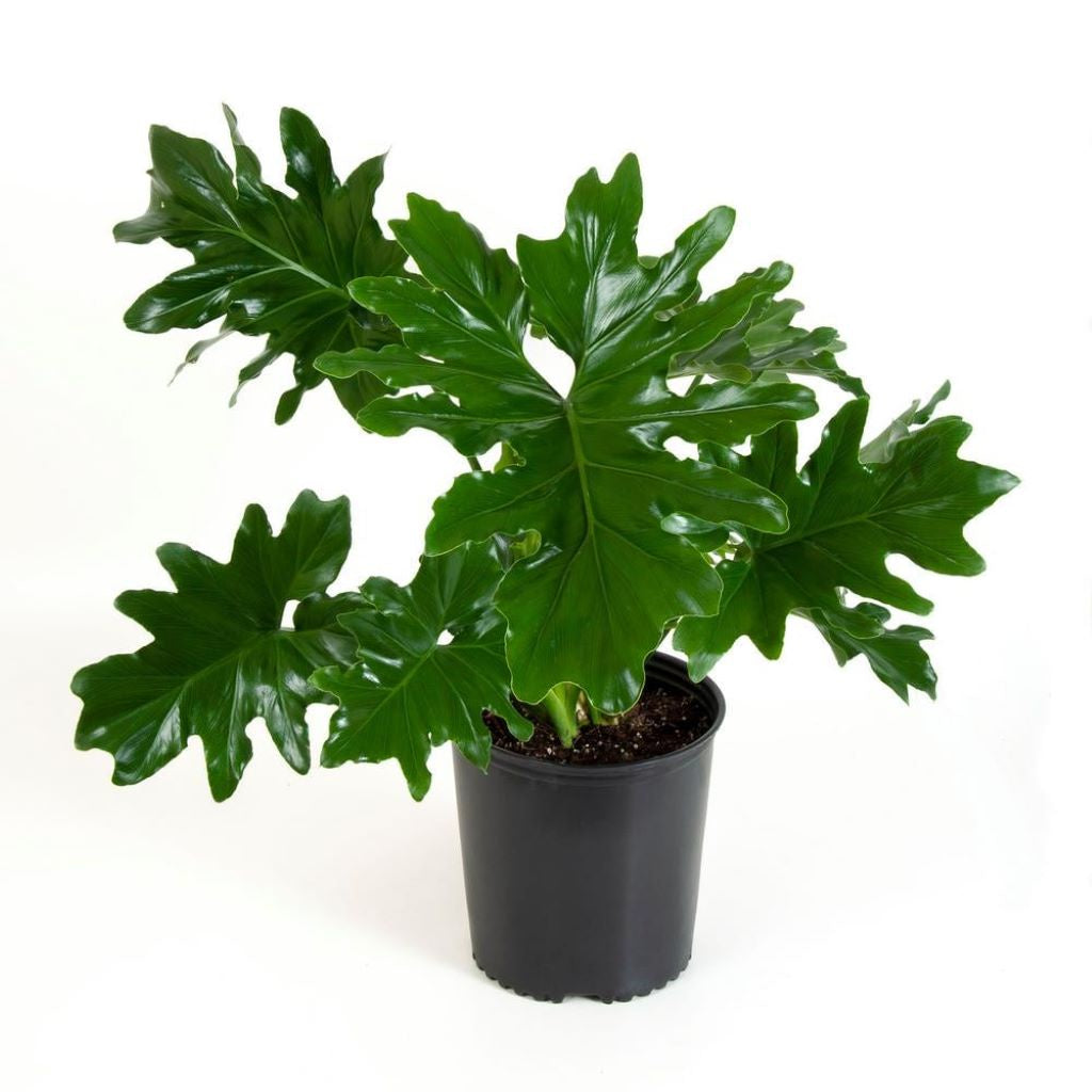 Philodendron selloum