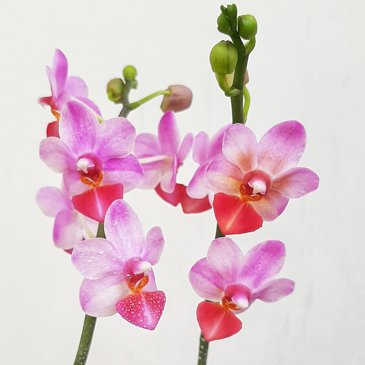 Phalaenopsis - Moth Orchid 2 stem 12cm